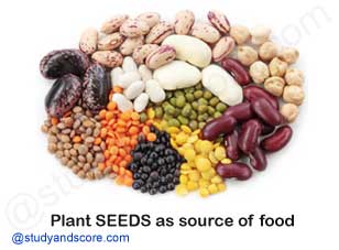 plants seeds as a source of food, Paddy, Corn, Wheat, Maize, pulses